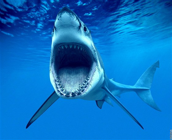 shark.jpg, 45kB